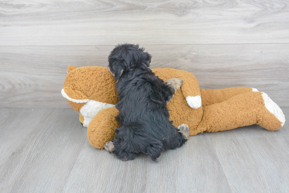 Yorkie Chon Puppy for Adoption