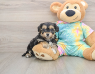5 week old Yorkie Chon Puppy For Sale - Premier Pups