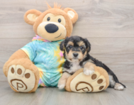 5 week old Yorkie Chon Puppy For Sale - Premier Pups