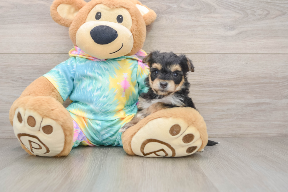 Petite Yorkie Chon Designer Pup