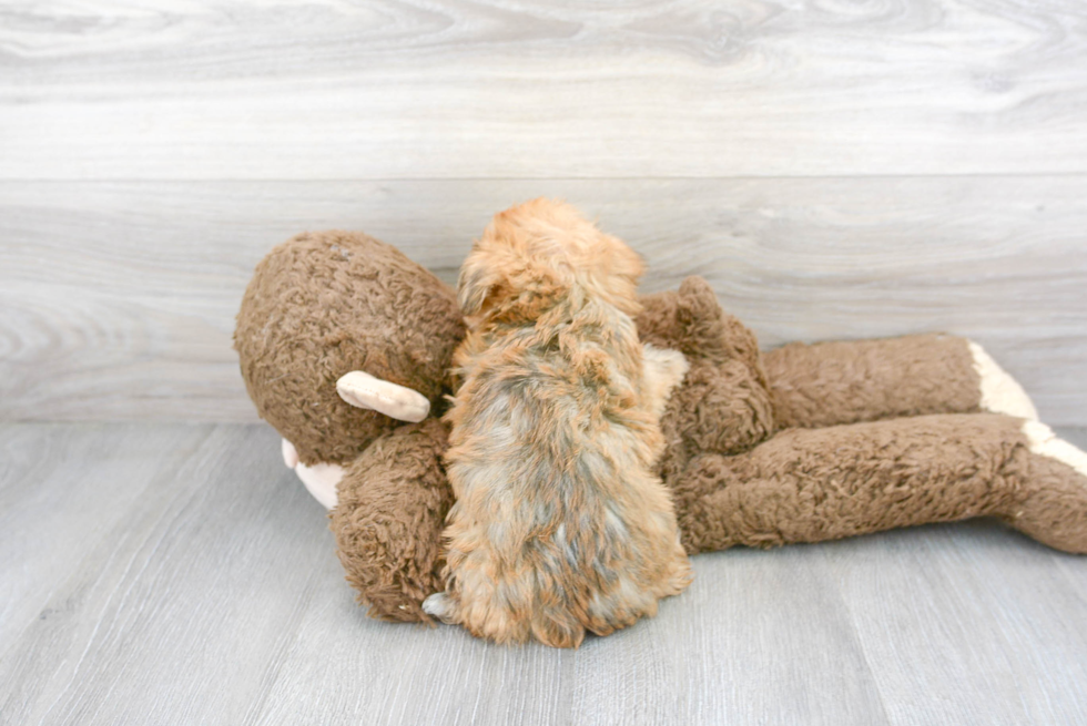 Cute Yorkichon Designer Puppy
