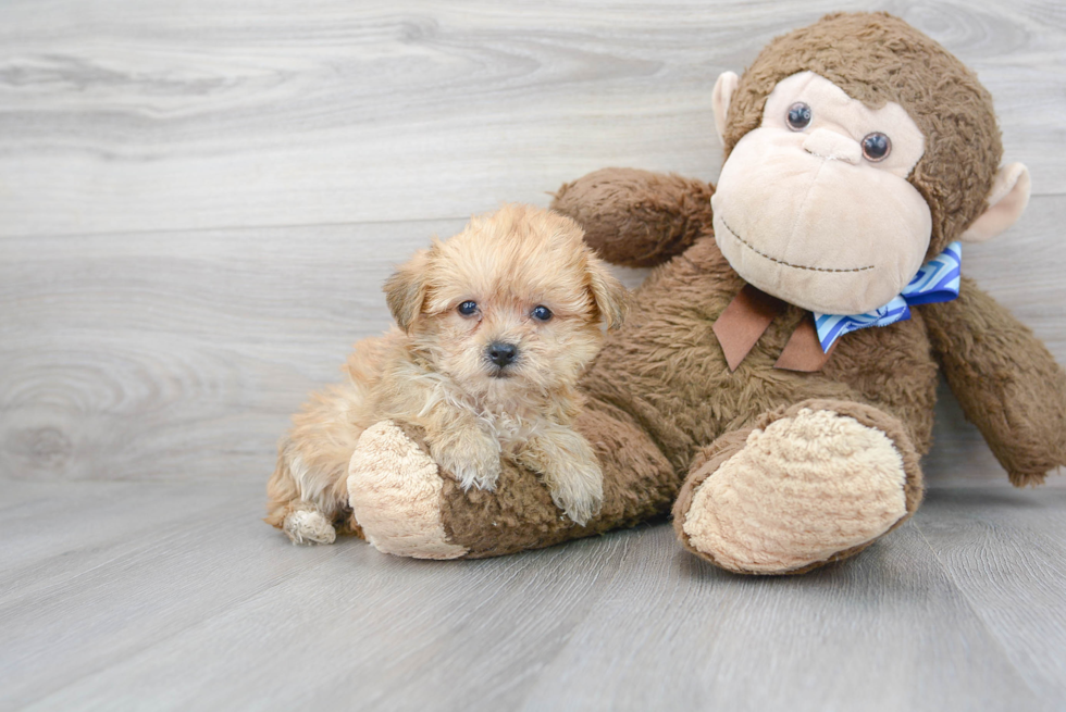 Cute Yorkie Chon Designer Pup