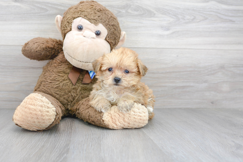 Cute Yorkie Chon Baby