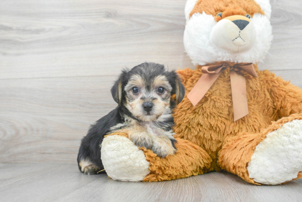 Best Yorkie Chon Baby