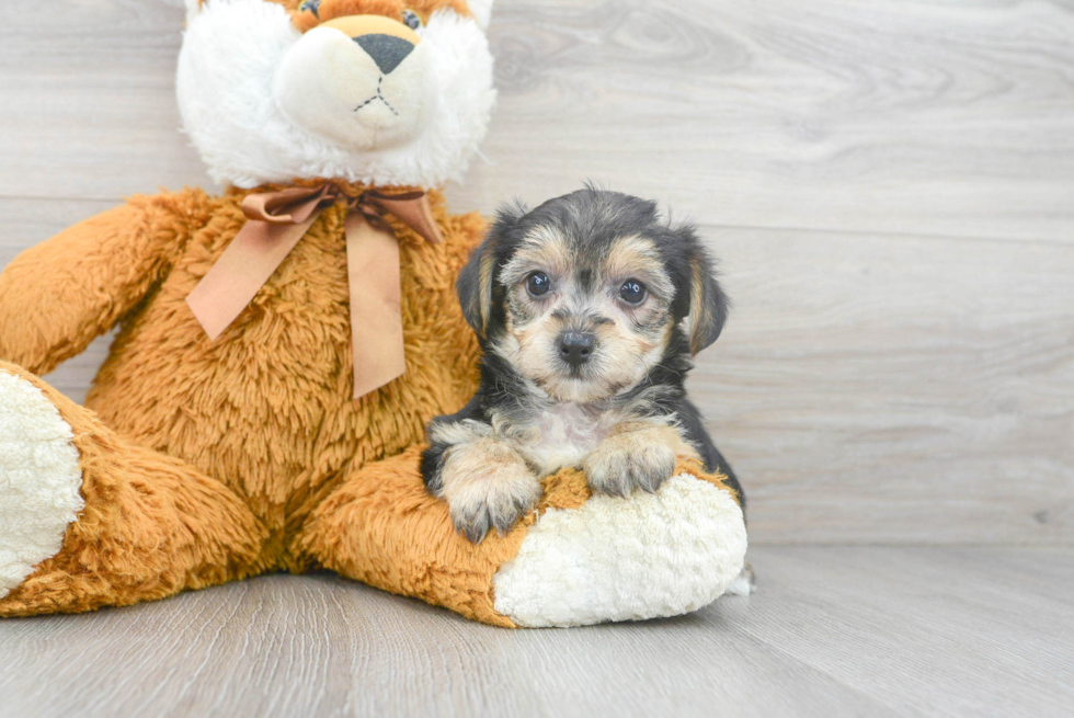 Playful Yo Chon Designer Puppy