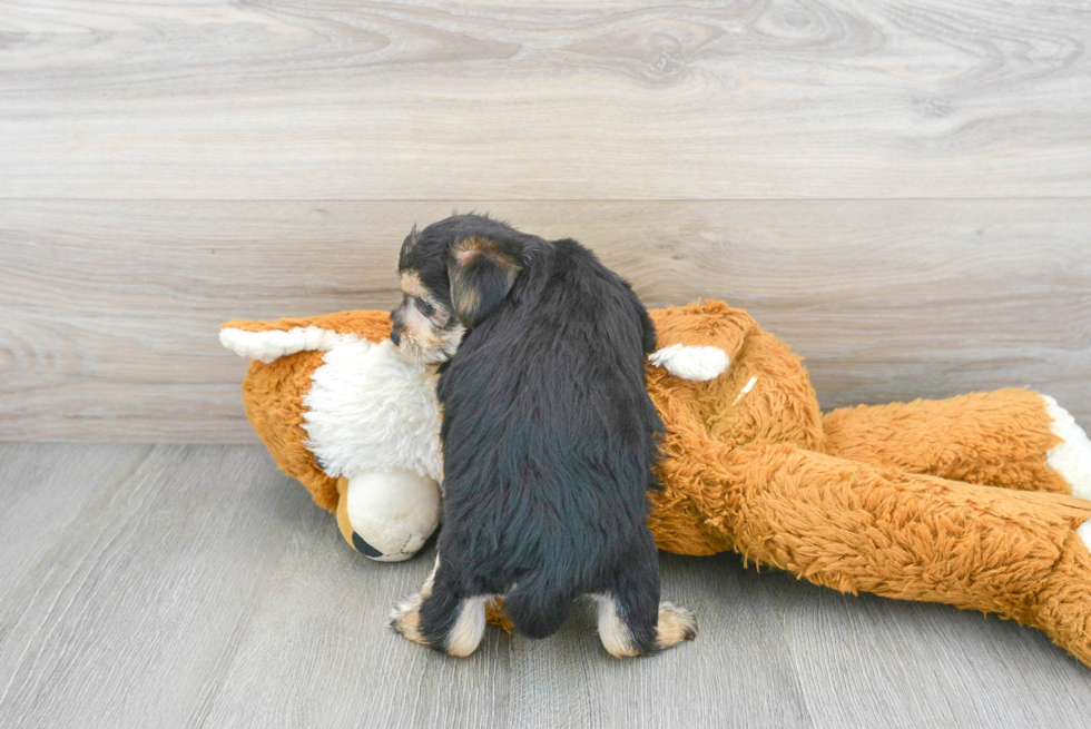 Fluffy Yorkie Chon Designer Pup