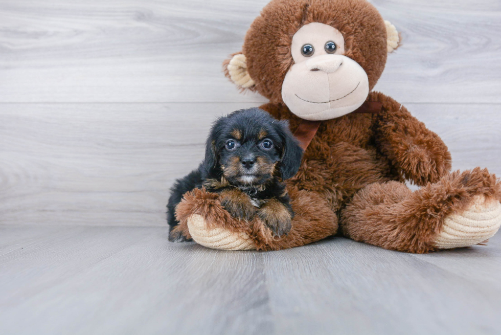 Yorkie Chon Pup Being Cute