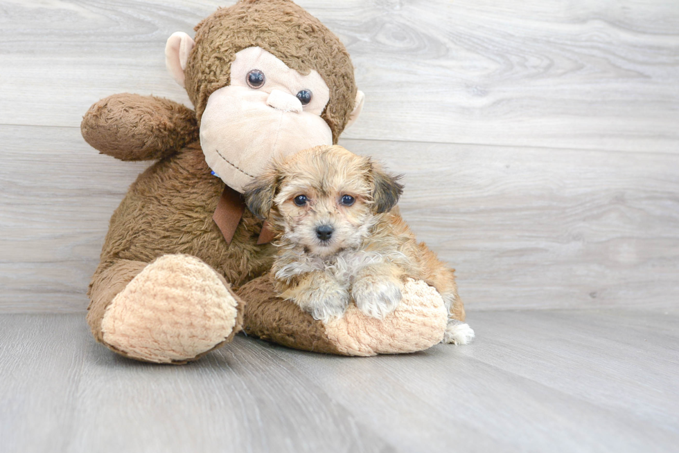Best Yorkie Chon Baby