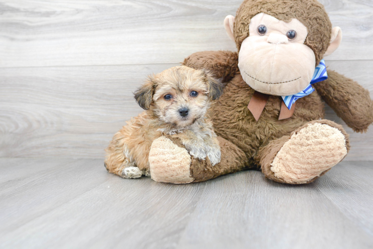 Yorkie Chon Puppy for Adoption