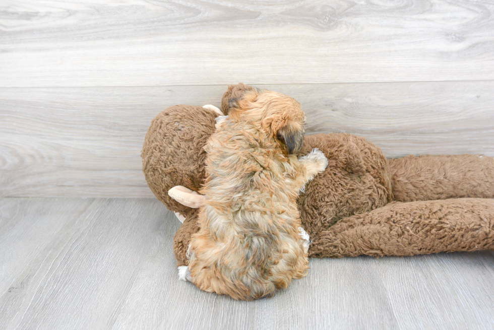 Yorkie Chon Puppy for Adoption