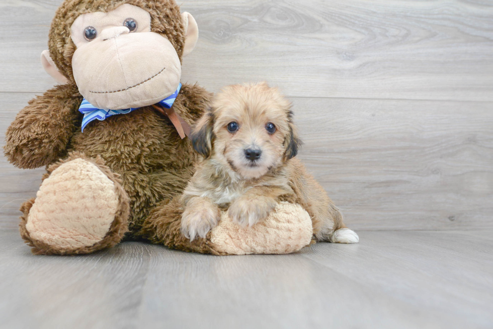 Cute Yorkie Chon Baby