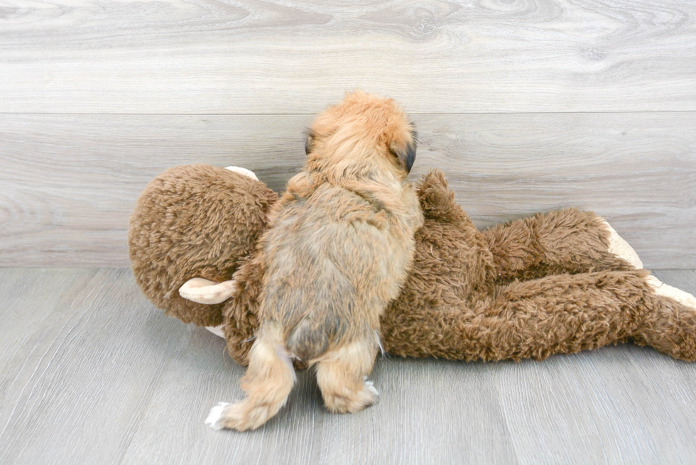 Yorkie Chon Pup Being Cute