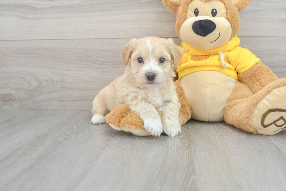 Cute Yorkie Chon Baby