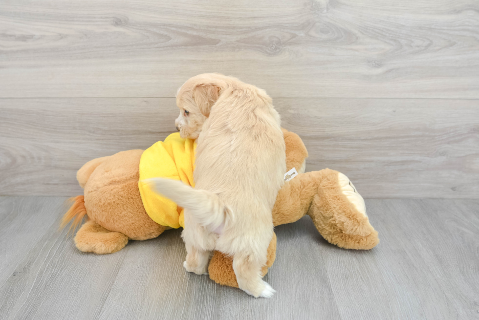 Best Yorkie Chon Baby