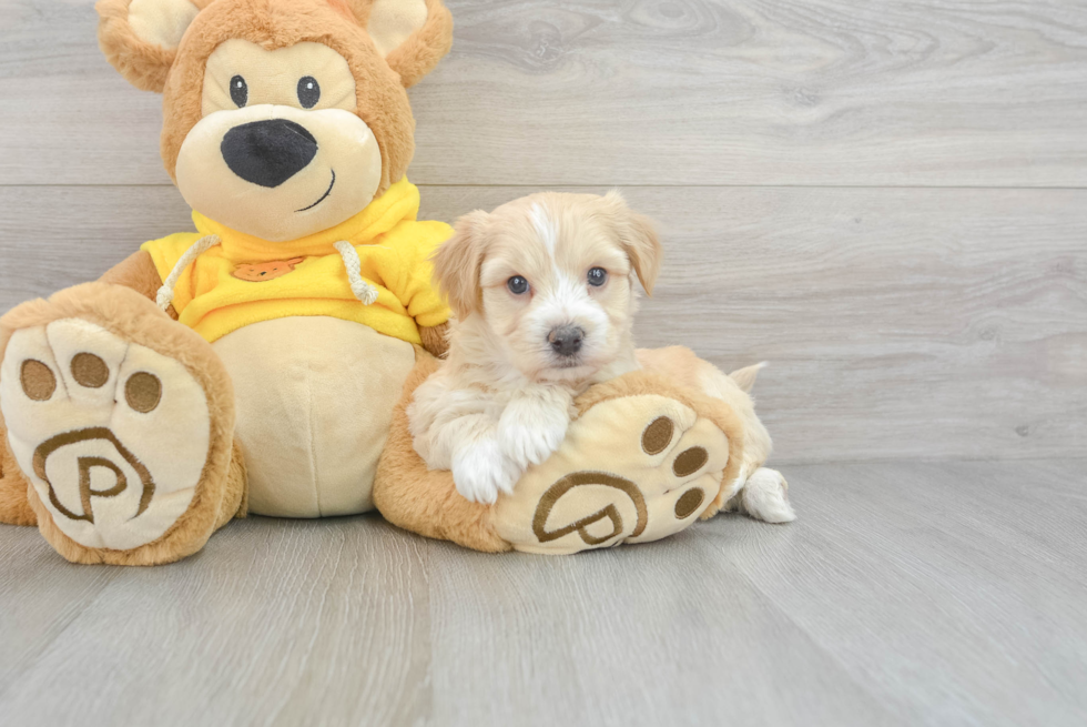 Yorkie Chon Puppy for Adoption