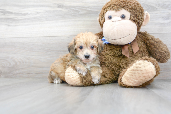 Yorkie Chon Pup Being Cute