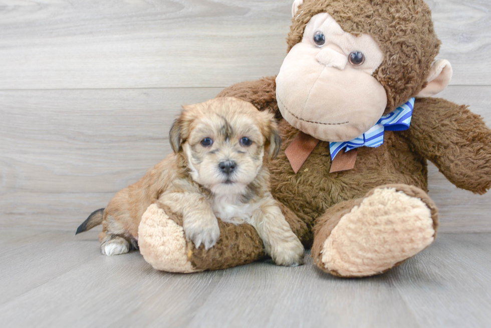 Yorkie Chon Pup Being Cute