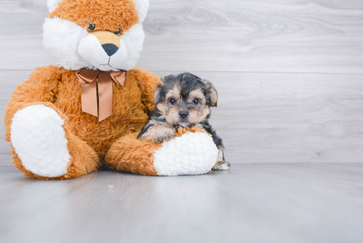 Hypoallergenic Yorkie Bichon Designer Puppy