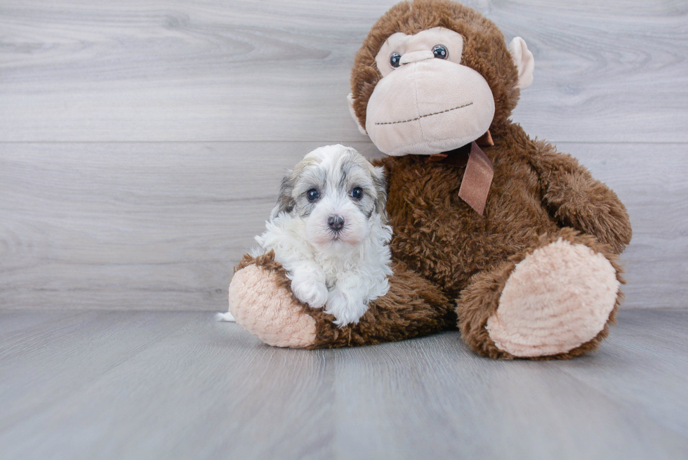 Maltipoo Pup Being Cute