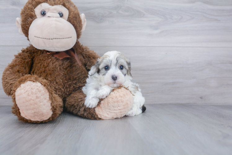 Best Maltipoo Baby