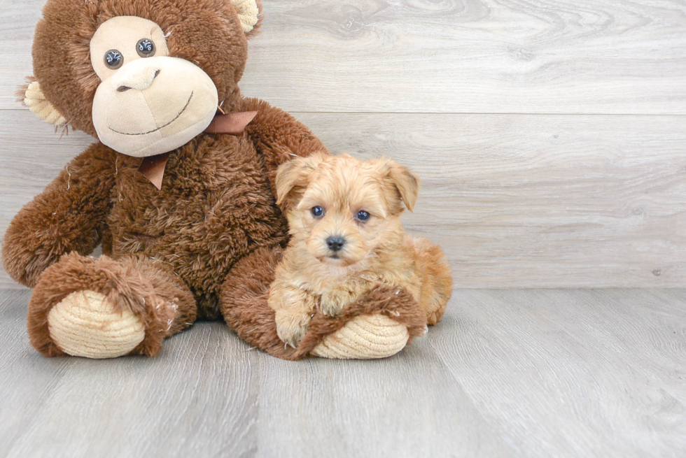 Friendly Yorkie Chon Baby