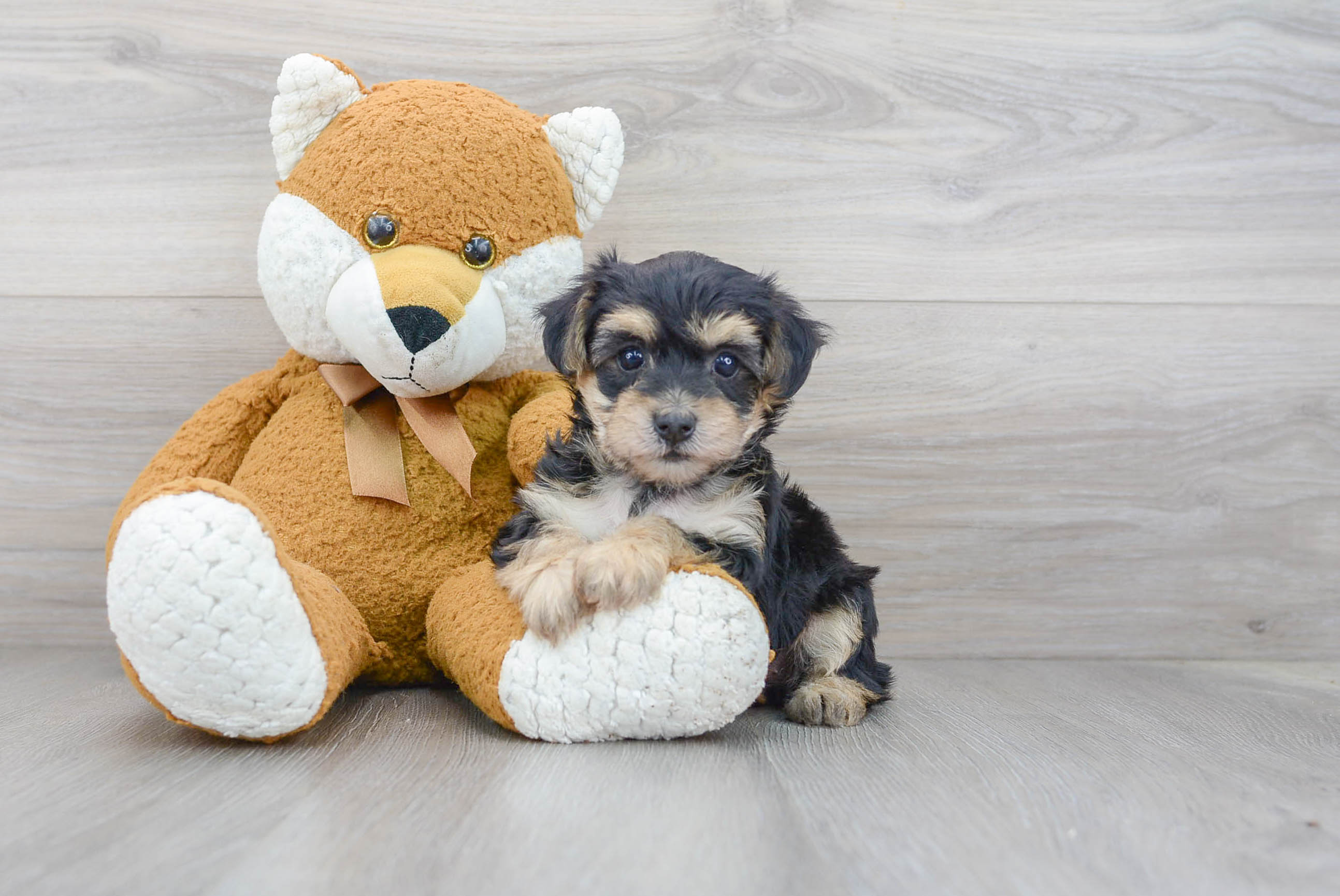 Yorkie Chon Pup Being Cute