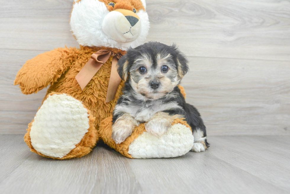 Yorkie Chon Puppy for Adoption