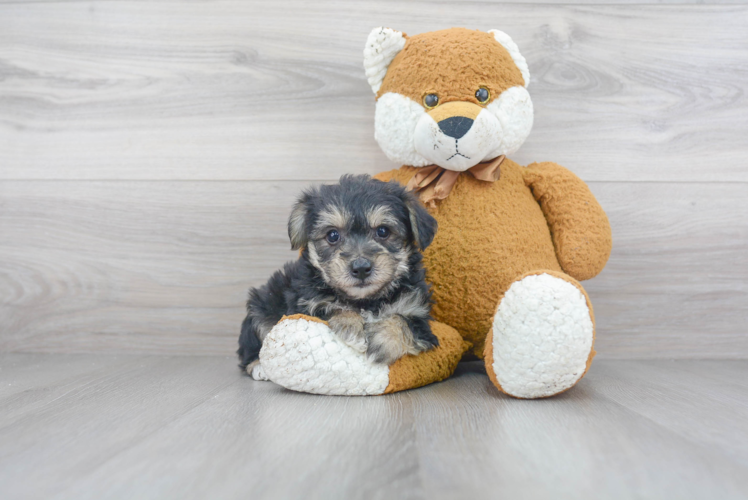 Friendly Yorkie Chon Baby
