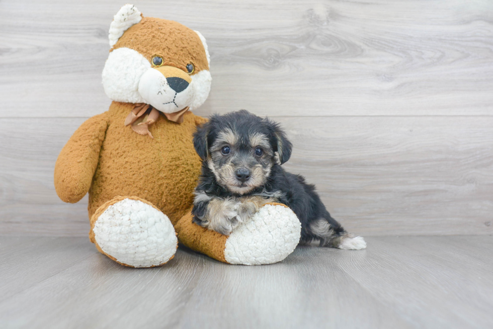 Friendly Yorkie Chon Baby