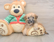 5 week old Yorkie Chon Puppy For Sale - Premier Pups