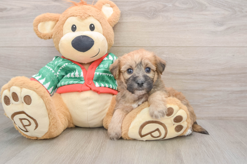 5 week old Yorkie Chon Puppy For Sale - Premier Pups