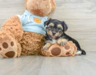 6 week old Yorkie Chon Puppy For Sale - Premier Pups