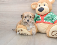 6 week old Yorkie Chon Puppy For Sale - Premier Pups