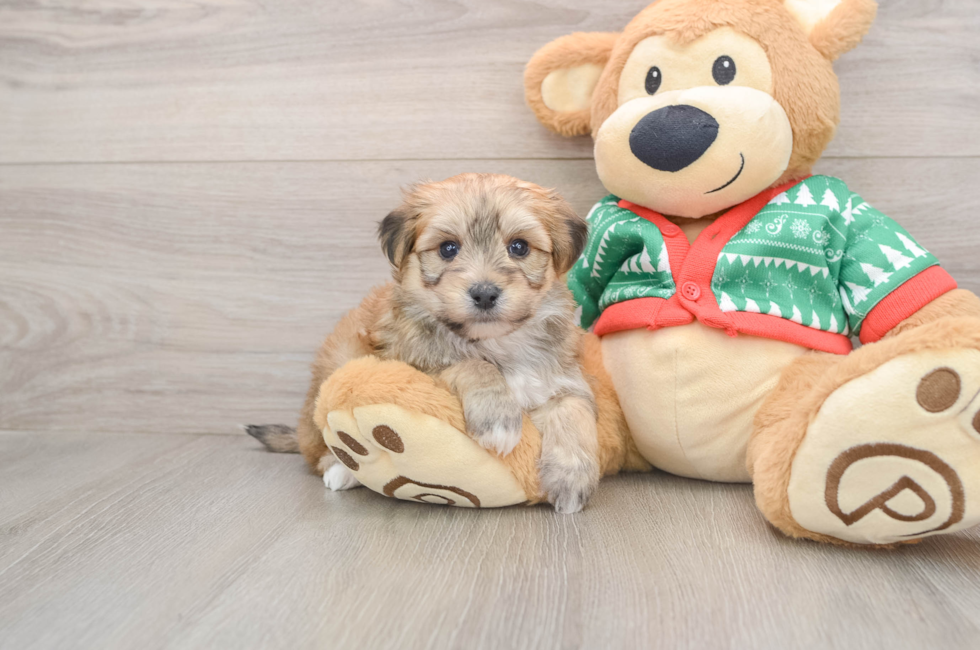 5 week old Yorkie Chon Puppy For Sale - Premier Pups
