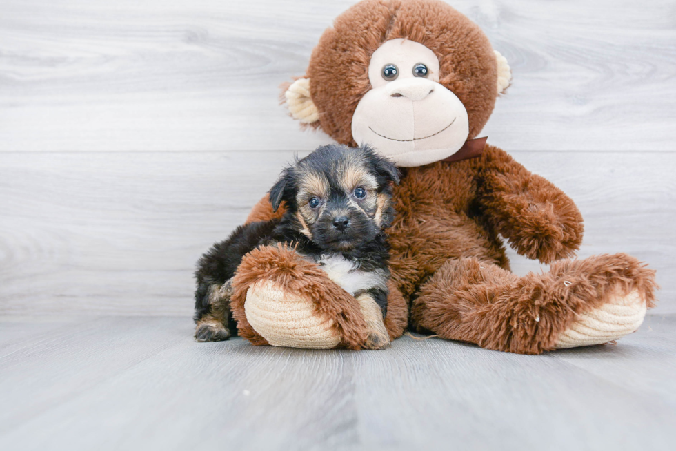 Fluffy Yorkie Chon Designer Pup