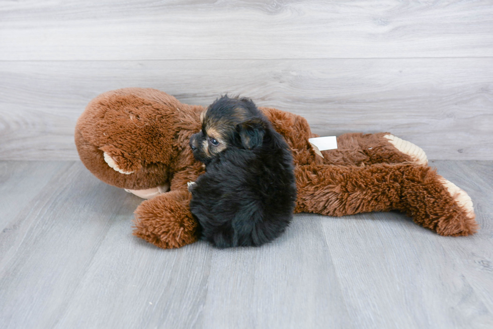 Yorkie Chon Pup Being Cute