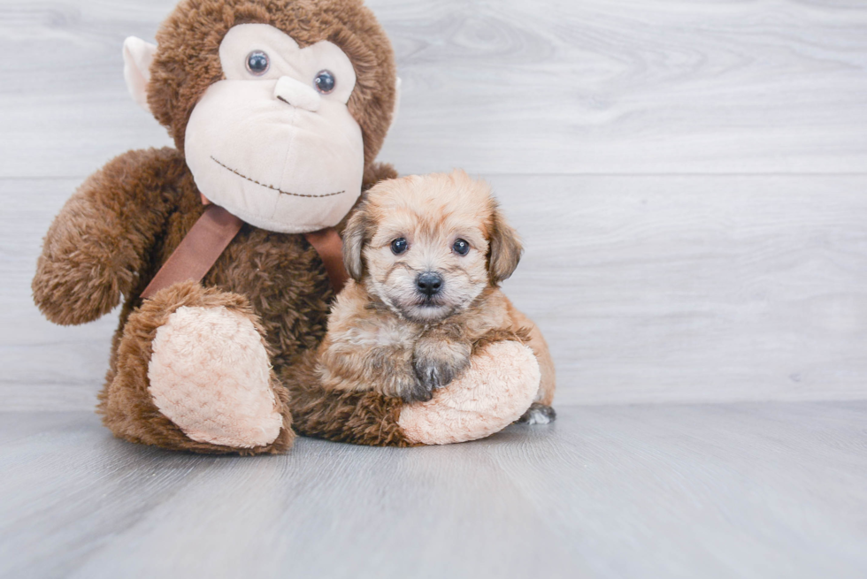 Friendly Yorkie Chon Baby