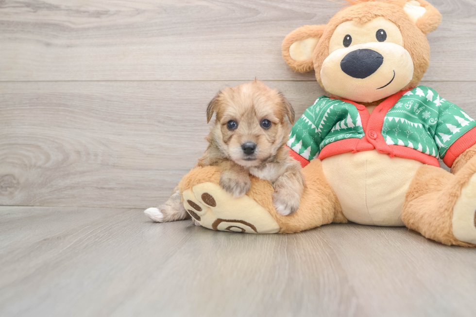 Funny Yorkie Chon Designer Pup