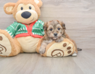 7 week old Yorkie Chon Puppy For Sale - Premier Pups