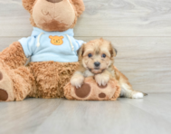 6 week old Yorkie Chon Puppy For Sale - Premier Pups