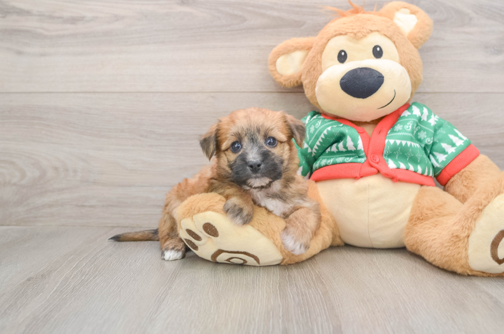 5 week old Yorkie Chon Puppy For Sale - Premier Pups