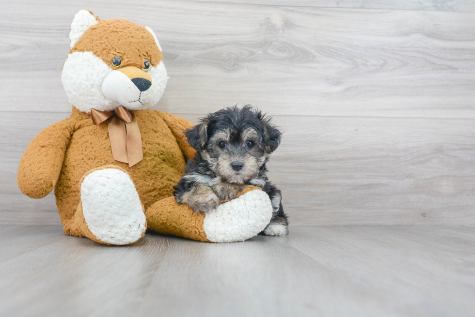 Adorable Yorkshire Frise Designer Puppy