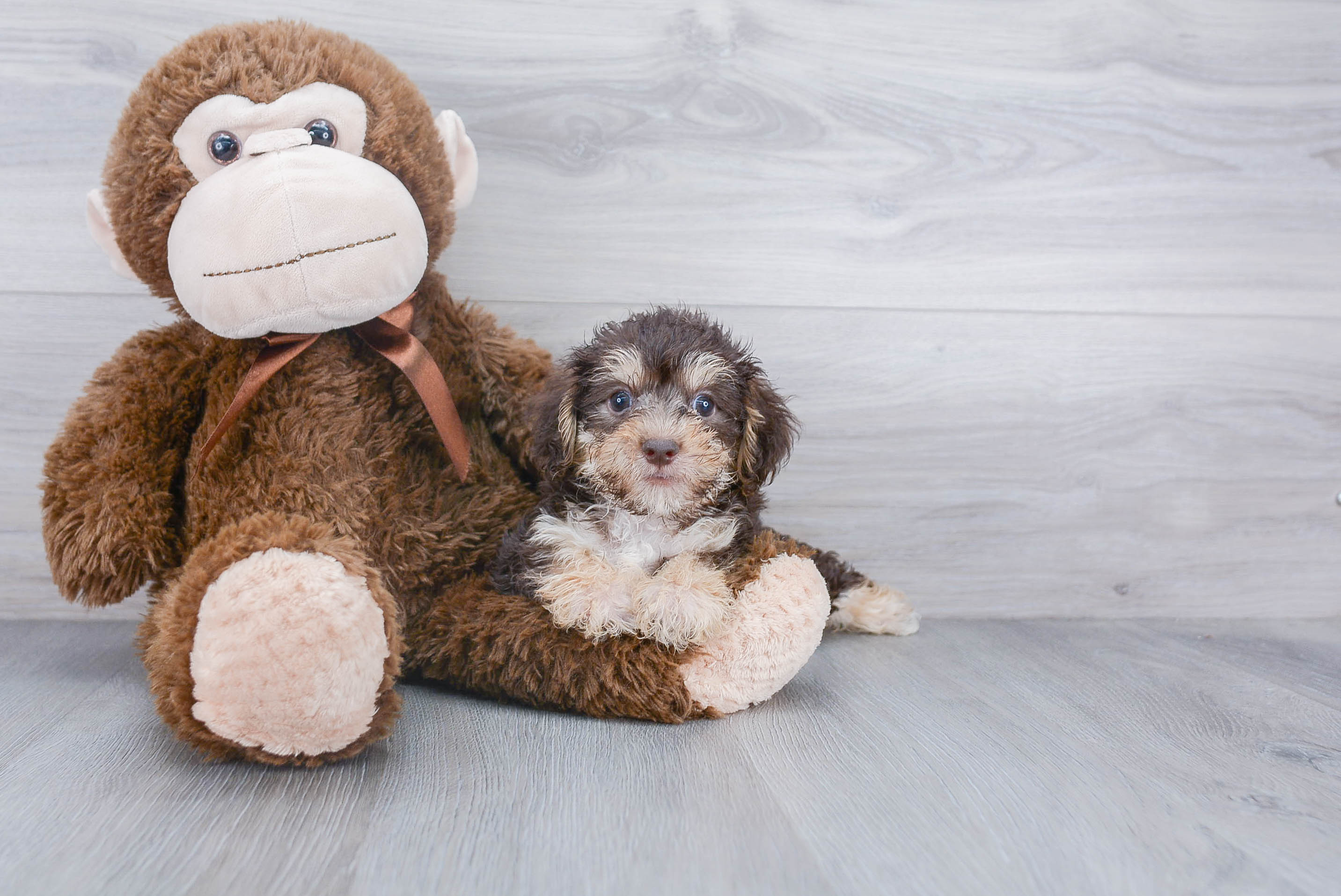 Best Yorkie Chon Baby