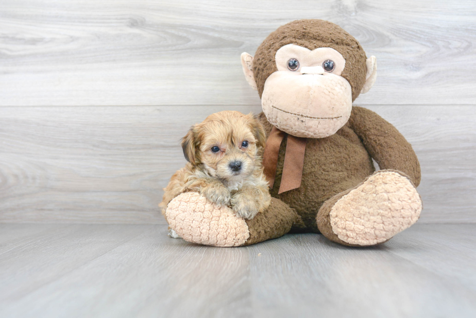 Sweet Yorkie Chon Baby