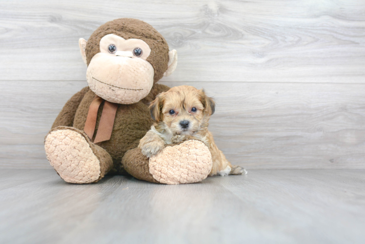 Hypoallergenic Yorkie Bichon Designer Puppy