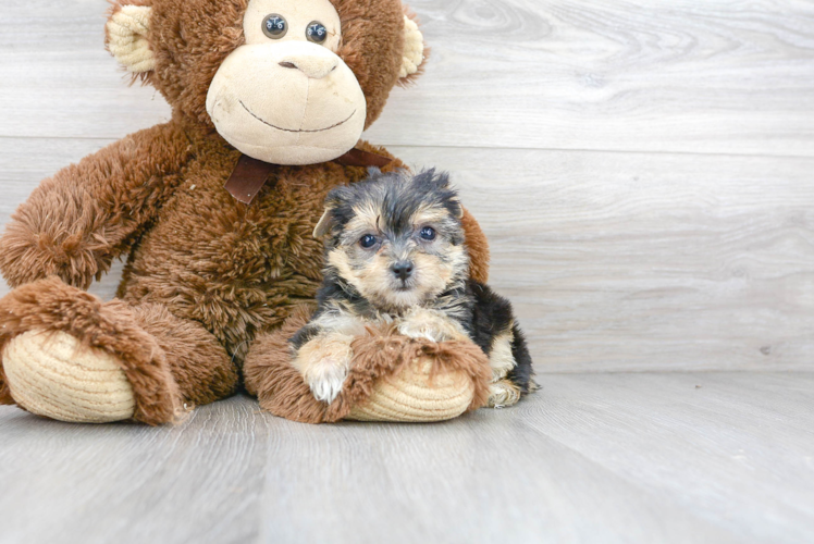 Yorkie Chon Pup Being Cute