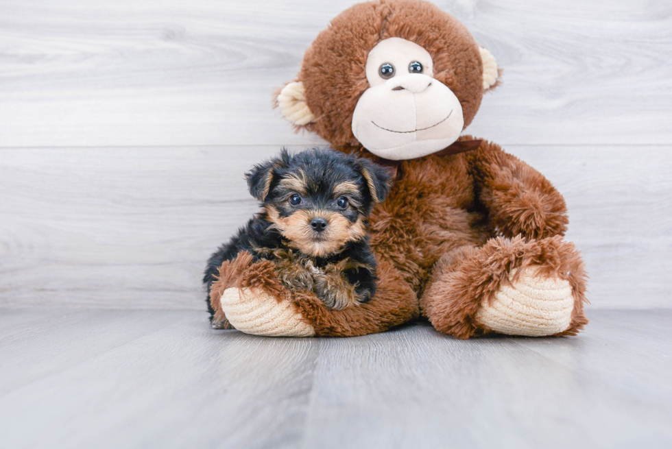 Hypoallergenic Yorkie Bichon Designer Puppy