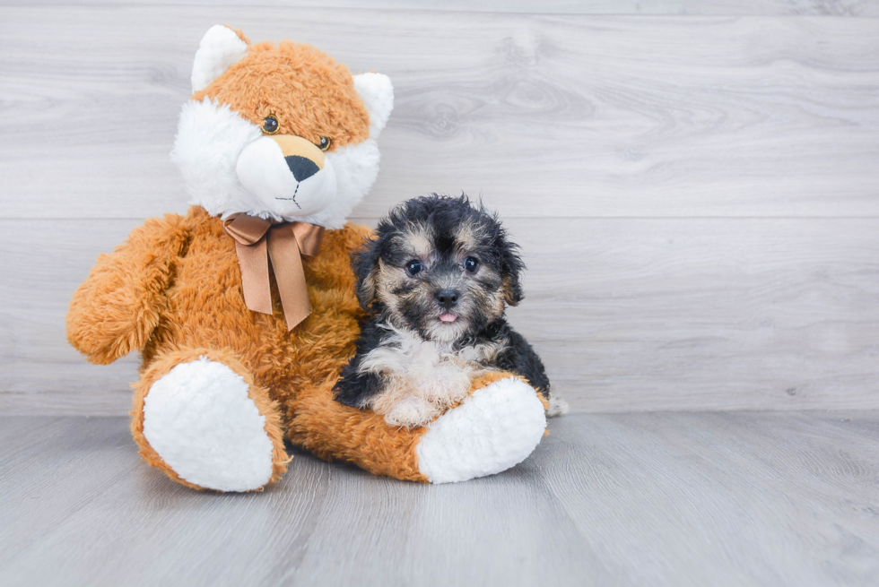 Yorkie Chon Pup Being Cute