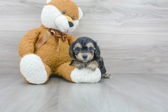 Adorable Yorkshire Frise Designer Puppy