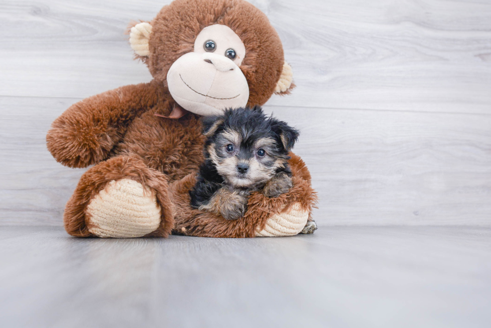 Yorkie Chon Pup Being Cute